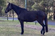 Stock Horse Gelding  on HorseYard.com.au