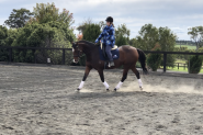 Experienced Rider - Project  on HorseYard.com.au