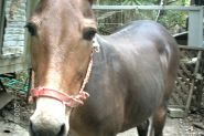 Mule on HorseYard.com.au