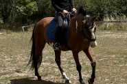 stunning gelding  on HorseYard.com.au