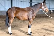 Stunning gelding by SECRET on HorseYard.com.au