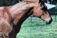 Chestnut Gelding ex polo on HorseYard.com.au