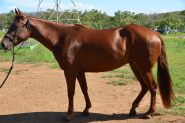 Quarter Horse Mare - Phoenix on HorseYard.com.au