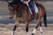 OTTB Gelding on HorseYard.com.au