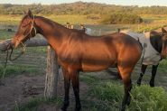 ASH Gelding on HorseYard.com.au