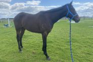 3 YEAR OLD BAY OTT UNRACED FILLY on HorseYard.com.au