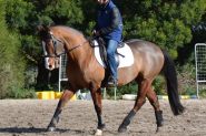 Bold, brave QH x Clydie Eventer. Sold on HorseYard.com.au