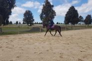 Flashy Riding Pony Gelding  on HorseYard.com.au
