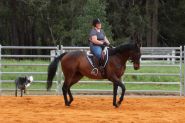 TB gelding on HorseYard.com.au