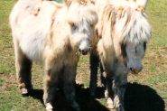 Miniature Donkey Advisory Service on HorseYard.com.au
