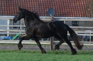 Friesian Horse (Aaltsje) For Sale . on HorseYard.com.au