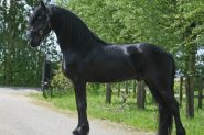 Clean Fabulous, Healthy Friesian horse. on HorseYard.com.au