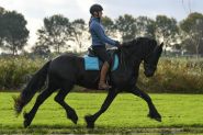 KFPS Friesian Yearling . on HorseYard.com.au