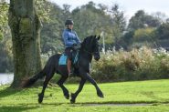 Registered Friesian Sport Horse . on HorseYard.com.au