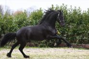 Friesian horse for your home . on HorseYard.com.au