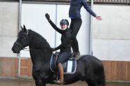 Super Nice Registered Friesian Blood Horse Gelding, Rides and Drives on HorseYard.com.au