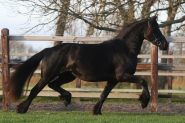 Friesian Mare Horse Ready . on HorseYard.com.au