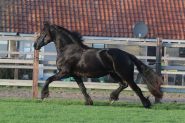 Stunning Friesian on HorseYard.com.au