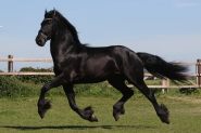 Bente is a very interesting 2 years old Friesian mare with full paper.  on HorseYard.com.au