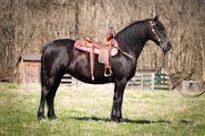 Family, Youth, and Beginner Friendly Registered Friesian Sport Horse Mare . on HorseYard.com.au