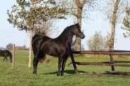 Gorgeous Friesian Sport horse on HorseYard.com.au