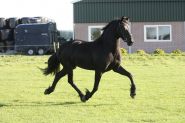 Super Fancy, Stylish, and Rare Colored Steel Black Friesian Horse . on HorseYard.com.au