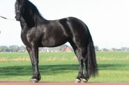 Very beautiful 7 years old star pregnant Friesian mare with a very good pedigree! on HorseYard.com.au