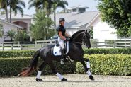 Friesian Sport Horse Mare . on HorseYard.com.au