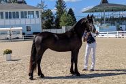 Jannabelle ISF is a beautiful 2019 16hh KFPS Friesian mare. on HorseYard.com.au