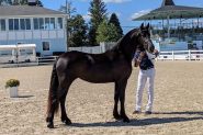 Pure-Breed Friesian Mare on HorseYard.com.au