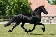 Beautiful pregnant mare in foal of Alwin 469 . on HorseYard.com.au
