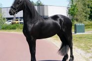 Registered Black Friesian . on HorseYard.com.au