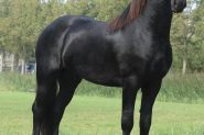 Abe is a very beautiful 4 years old Friesian stallion with a great character! on HorseYard.com.au