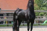 Aise is a very beautiful 4 years old Friesian stallion with great movements. on HorseYard.com.au