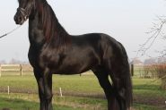 Arjen is a very beautiful 4 years old Friesian stallion. on HorseYard.com.au