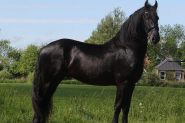 Chrytzen is a very nice stallion with good movements. on HorseYard.com.au