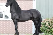 TALL ELEGANT IMPORTED ALWIN YEARLING . on HorseYard.com.au