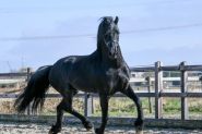 Registered Friesian Sport Horse Dressage/Trail on HorseYard.com.au