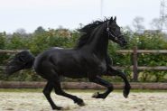  Tall, First Premium As A Foal. on HorseYard.com.au