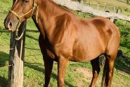 15hh Moresian QH cross  on HorseYard.com.au