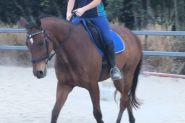 Dressage/Showjumper on HorseYard.com.au