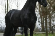 Bay Friesian Sport Horse Gelding - Available . on HorseYard.com.au