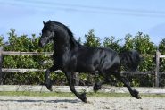 Registered Friesian Cross Broke . on HorseYard.com.au