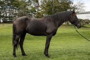 Victor; Friesian Gelding Horse . on HorseYard.com.au