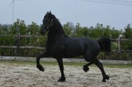 Black Registered Friesian Sport Horse Gelding - Available . on HorseYard.com.au