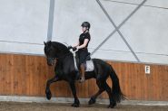 Super Gentle Registered Friesian Sport Horse Gelding, Rides and Drives, Gentle on HorseYard.com.au