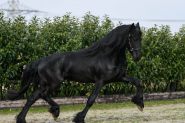 Friesian Sport horse Black Gelding 16HH Dressage/Ranch/Athletic/English/Western on HorseYard.com.au