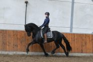 Good Looking Friesian Sport horse Black Gelding 16HH Dressage/Ranch/Athletic/English/Western on HorseYard.com.au