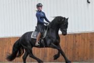 Beginner Friendly Friesian . on HorseYard.com.au