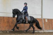 Stunning Friesian Gelding Horses For Sale . on HorseYard.com.au